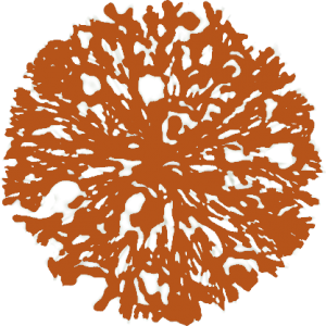 Arbuste orange