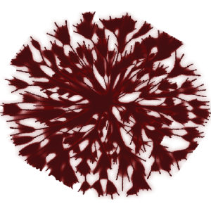 Arbuste pourpre 3