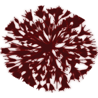 Arbuste pourpre 3