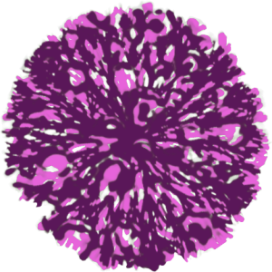 Arbuste rose pourpre