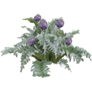 Artichaut violet