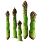 Asperge