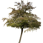 Aubépine