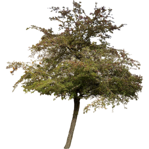 Aubépine