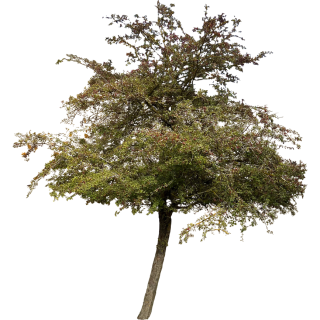 Aubépine