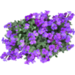 Aubriète