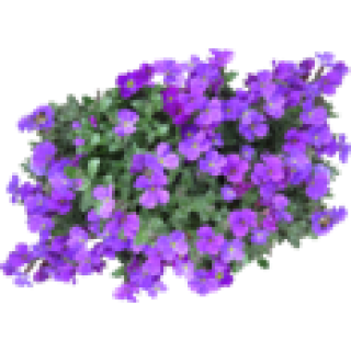 Aubriète
