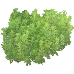 Aurone