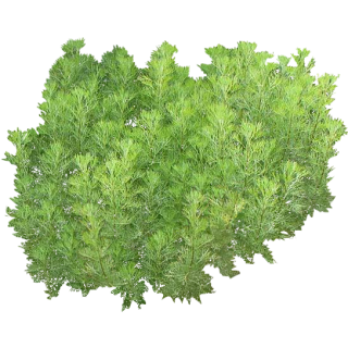 Aurone