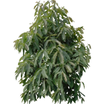 Avocatier2