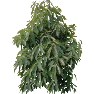 Avocatier2
