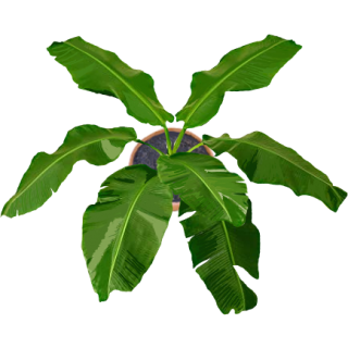 Bananier en pot