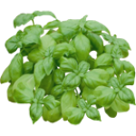 Basilic