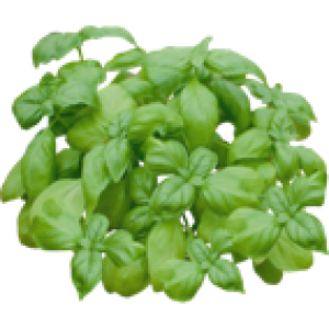 Basilic