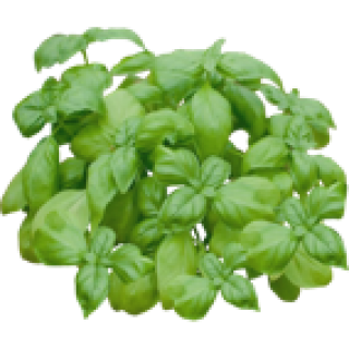 Basilic