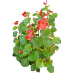 Bégonia annuel