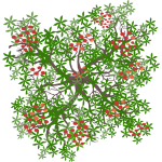 Brugnonier