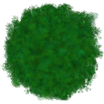 Buisson 5