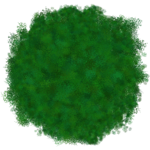 Buisson 5