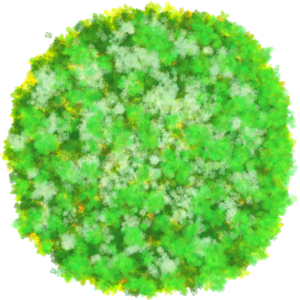 Buisson 8
