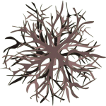 Buisson 9