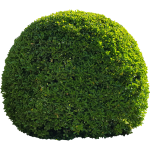 Buisson boule