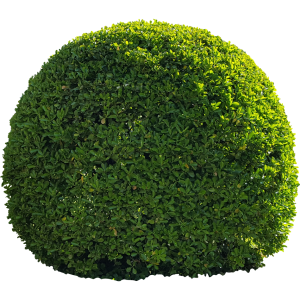 Buisson boule
