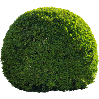 Buisson boule