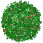 Buisson fleur 2