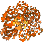 Buisson orange