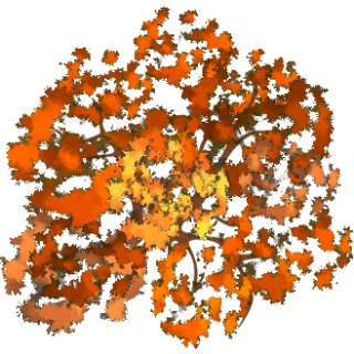 Buisson orange