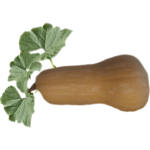 Butternut