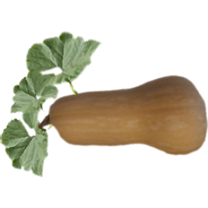 Butternut