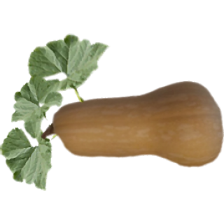 Butternut