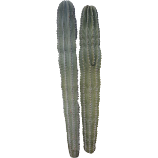 Cactus cierge 2
