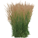Calamagrostis acutiflora Karl Foerster