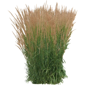 Calamagrostis acutiflora Karl Foerster