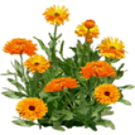 Calendula officinalis