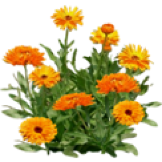 Calendula officinalis