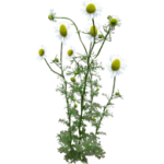 Camomille