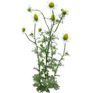 Camomille
