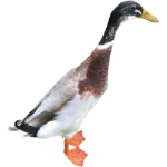 Canard coureur indien