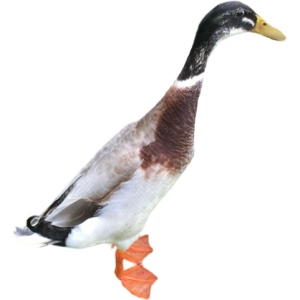 Canard coureur indien