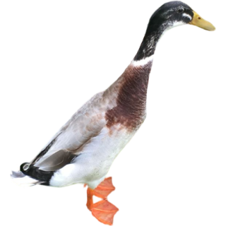 Canard coureur indien