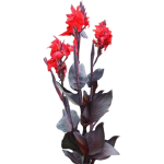 Canna pourpre