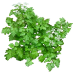 Cerfeuil
