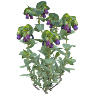 Cerinthe major
