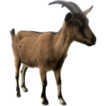 Chèvre
