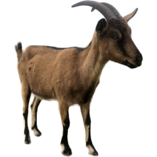 Chèvre