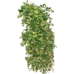 Chèvrefeuille